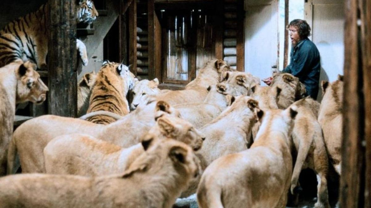 Roar (1982) directed by Noel Marshall • Reviews, film + cast • Letterboxd