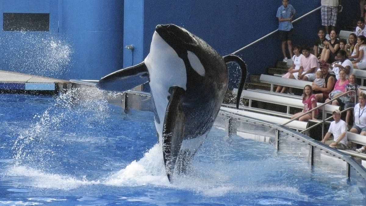 Blak R Fish Blackfish’ review by annah 🦇 • Letterboxd