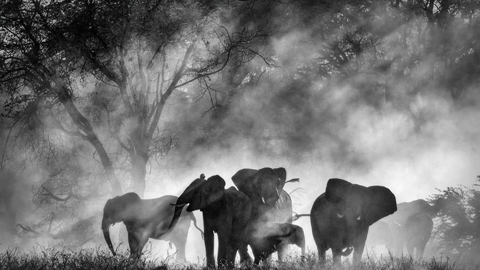 Werner Herzog’s ‘Ghost Elephants’ Lands Home Entertainment Deal With Buffalo 8 (EXCLUSIVE)