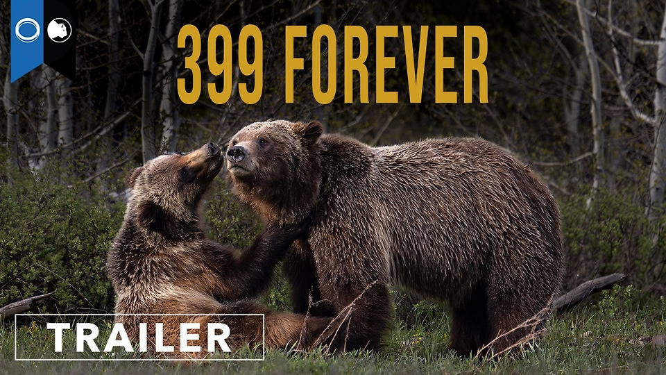399 FOREVER THE FINAL YEAR OF THE WORLD’S MOST FAMOUS BEAR Award-winning documentary captures the enduring power of Grizzly Bear 399
